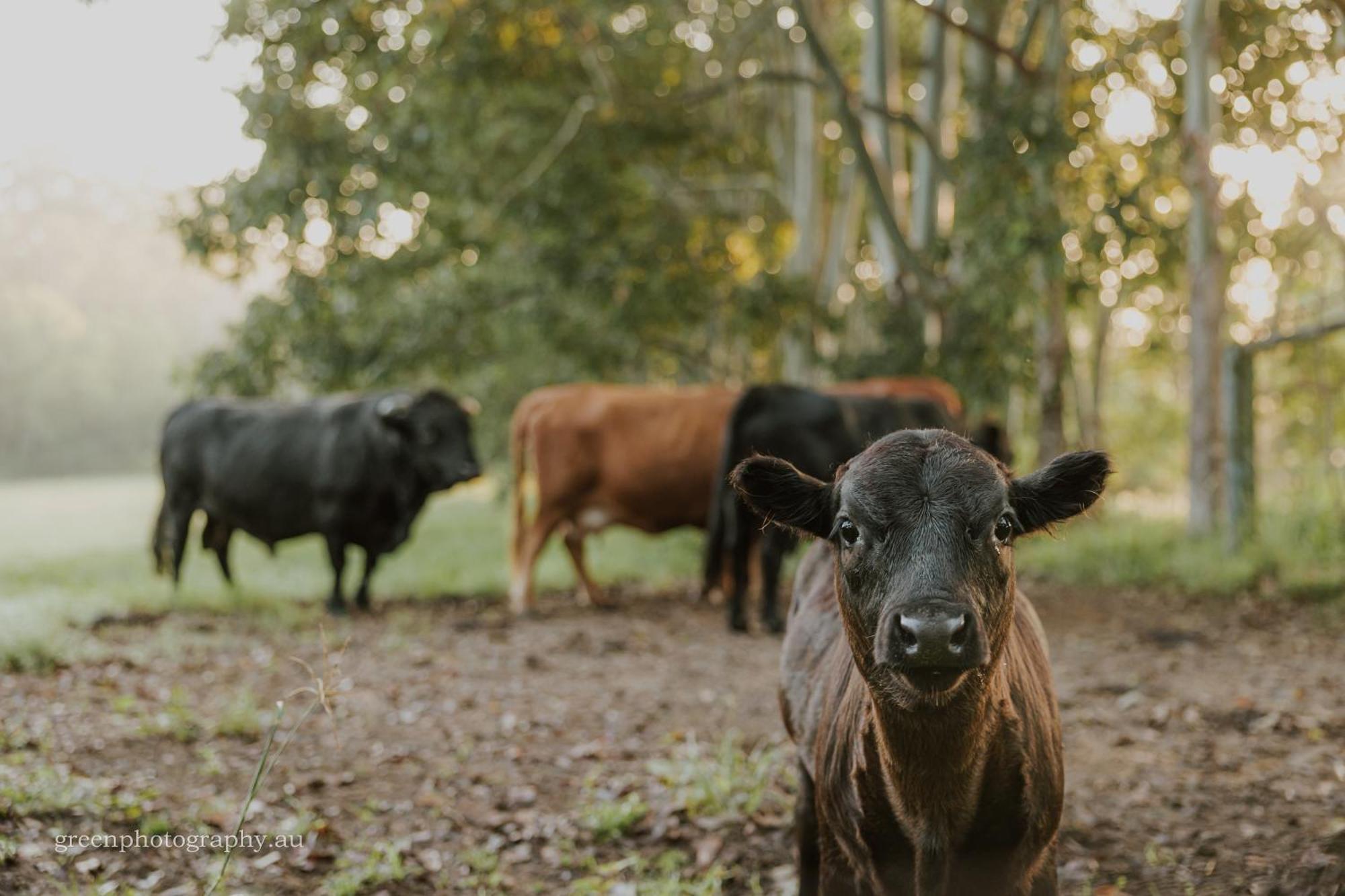 Blackwattle Farm Бирва Экстерьер фото
