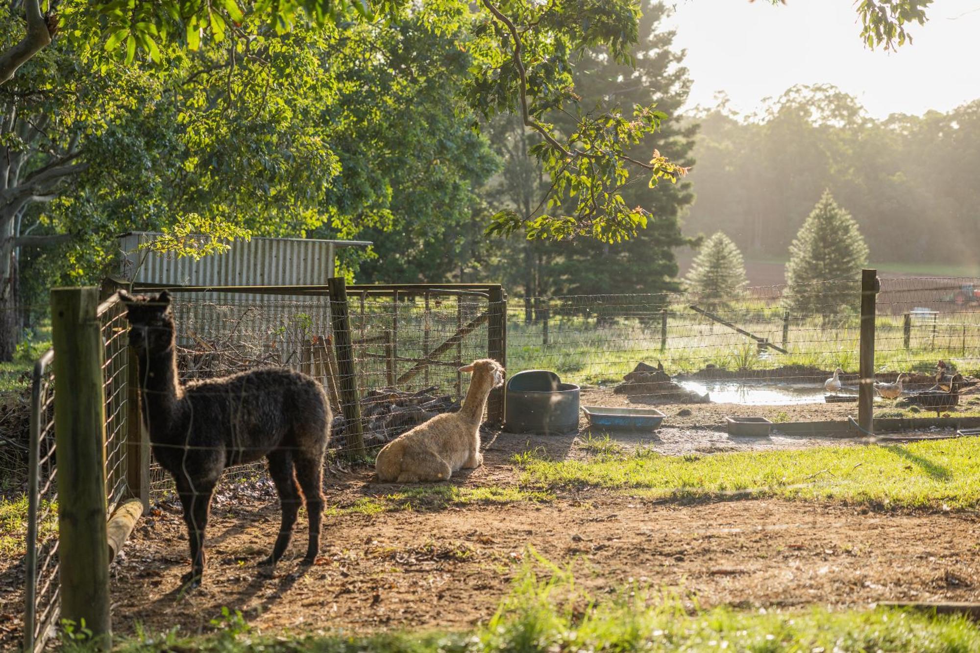 Blackwattle Farm Бирва Экстерьер фото